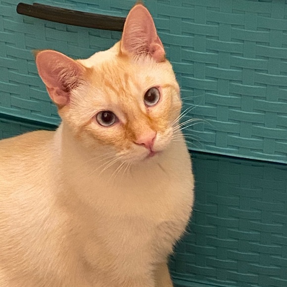 Meet your Posher, Karen - Picture 9 of 10